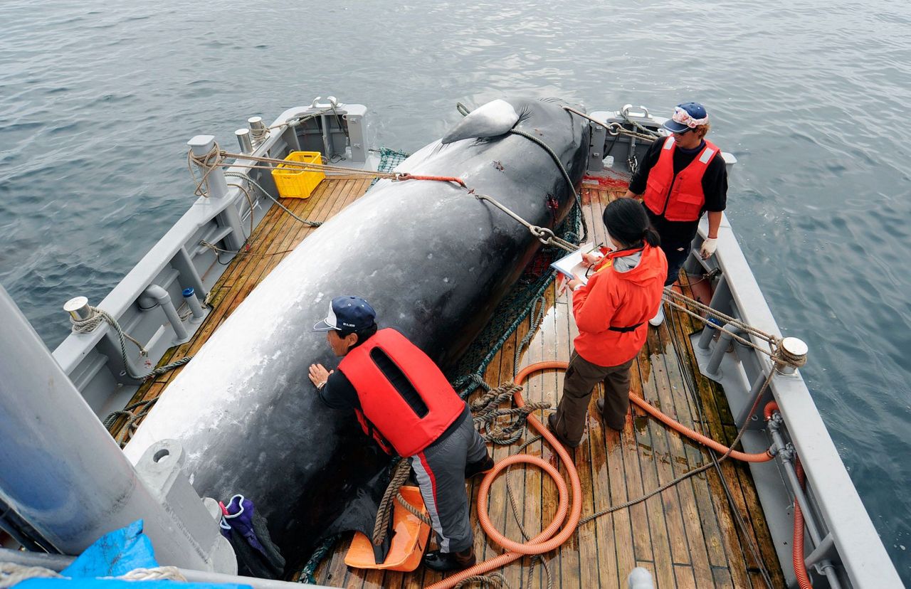 Japan says it will leave IWC to resume commercial whaling