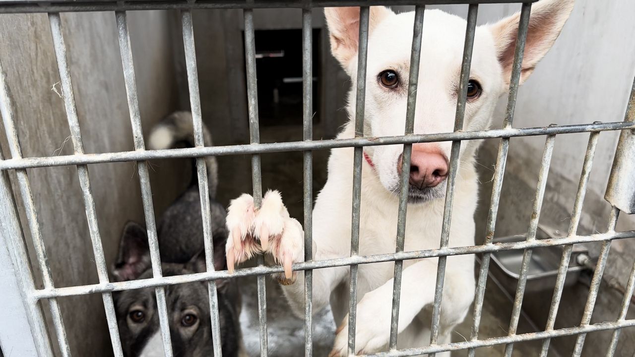 LA Animal Services makes Home for the Howlidays push