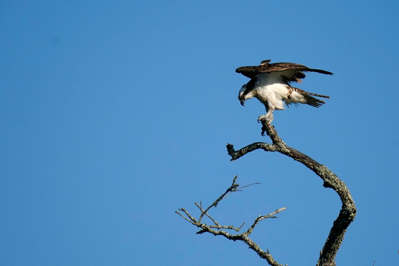 NASA looks at Louisiana delta system, eyes global forecasts