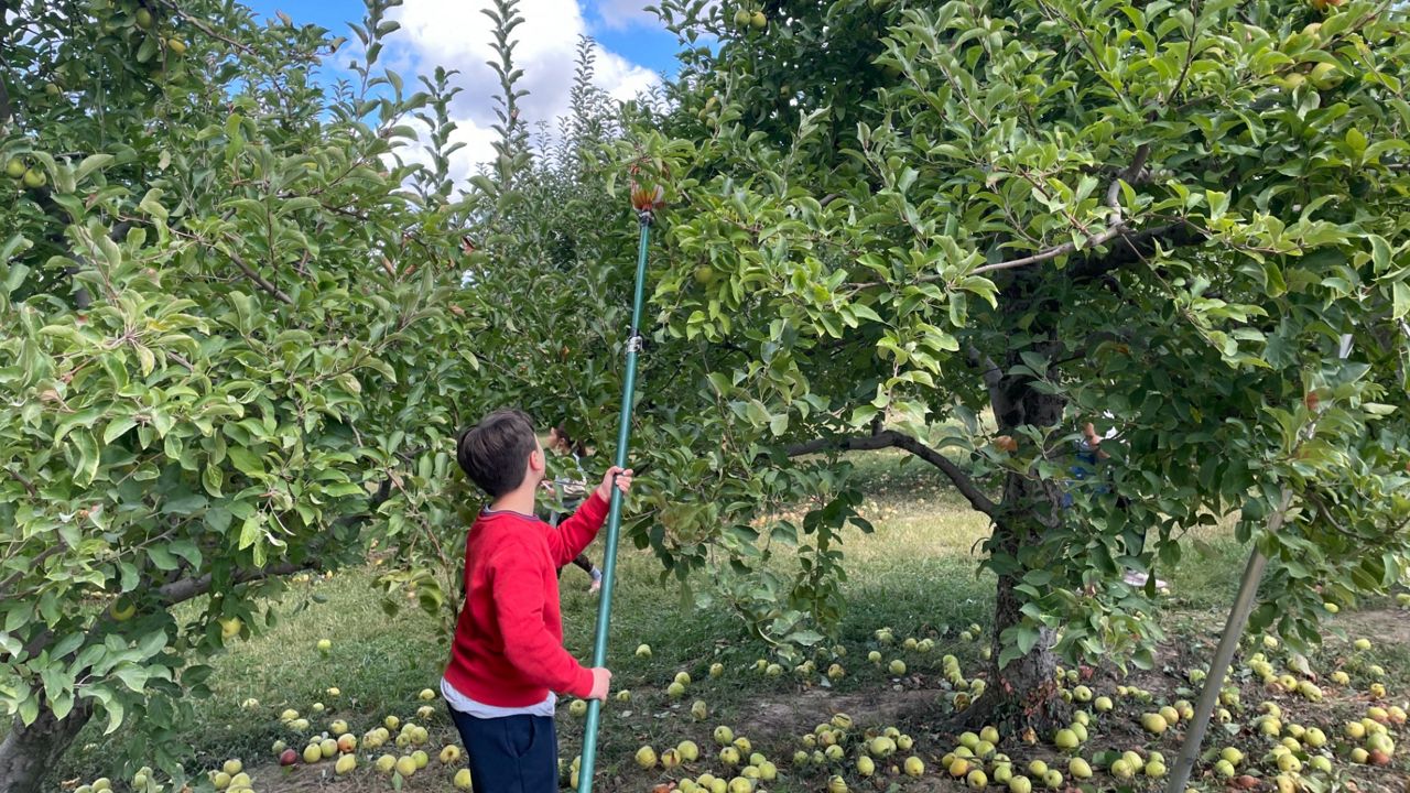Growing apples through the Midwest's unpredictable weather