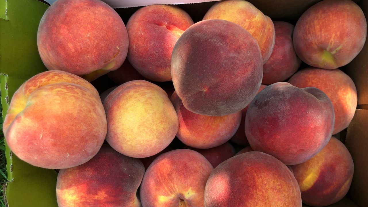 STL's peach season comes early thanks to the weather