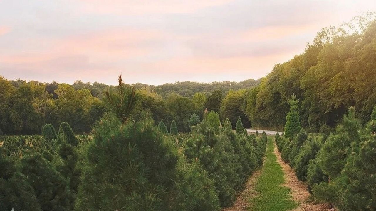 Christmas Light Recycling St Louis Shelly Lighting