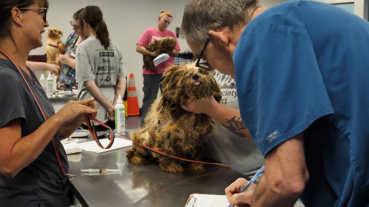 Missouri Humane Society rescue saves over 200 dogs