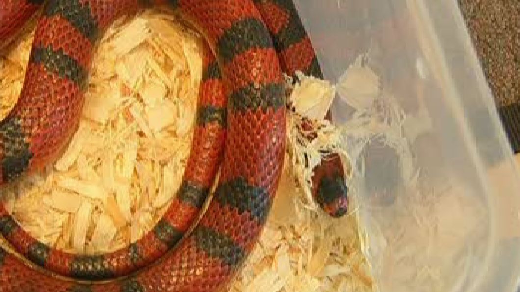 What You Need to Know About Having a Pet Snake