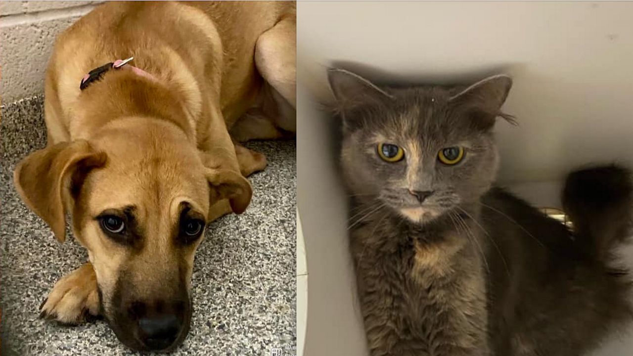 Summit County to host annual 'Clear the Shelter!' event