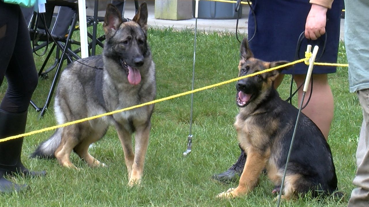 German shepherd dog show in Sterling