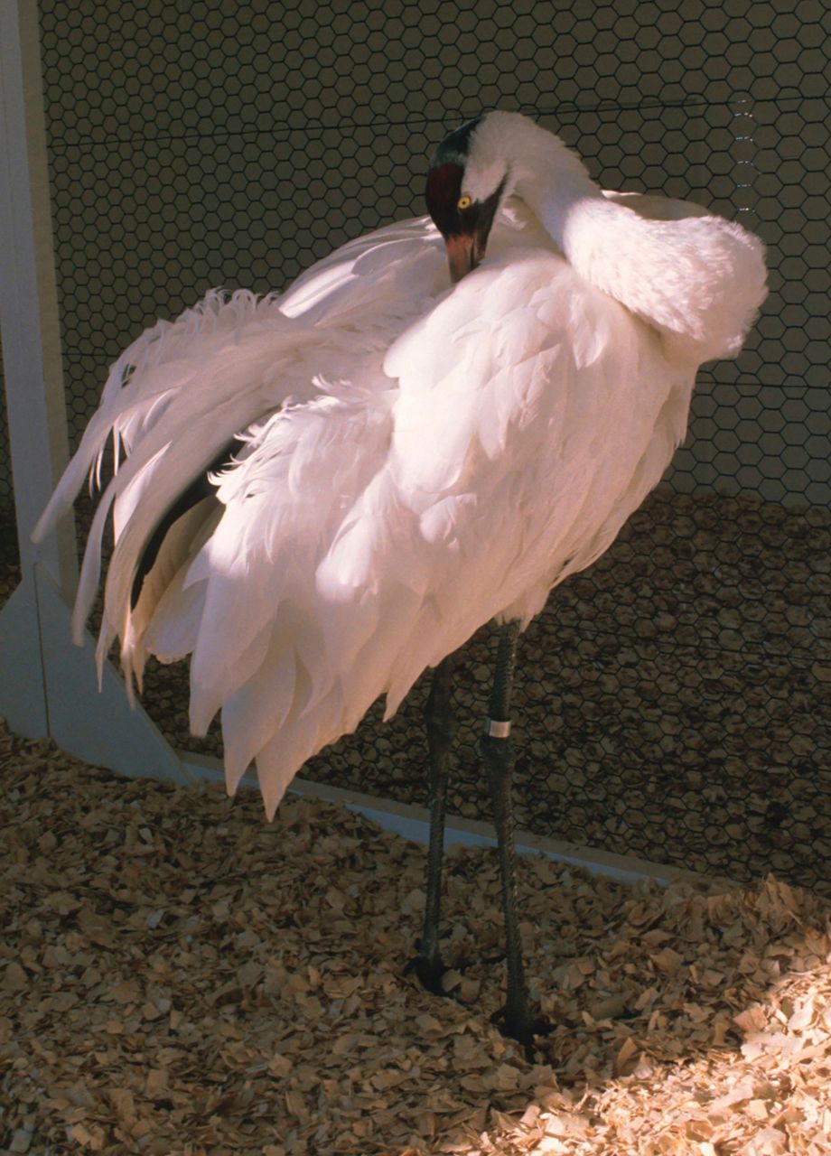 First whooping crane hatched at foundation in Wisconsin dies