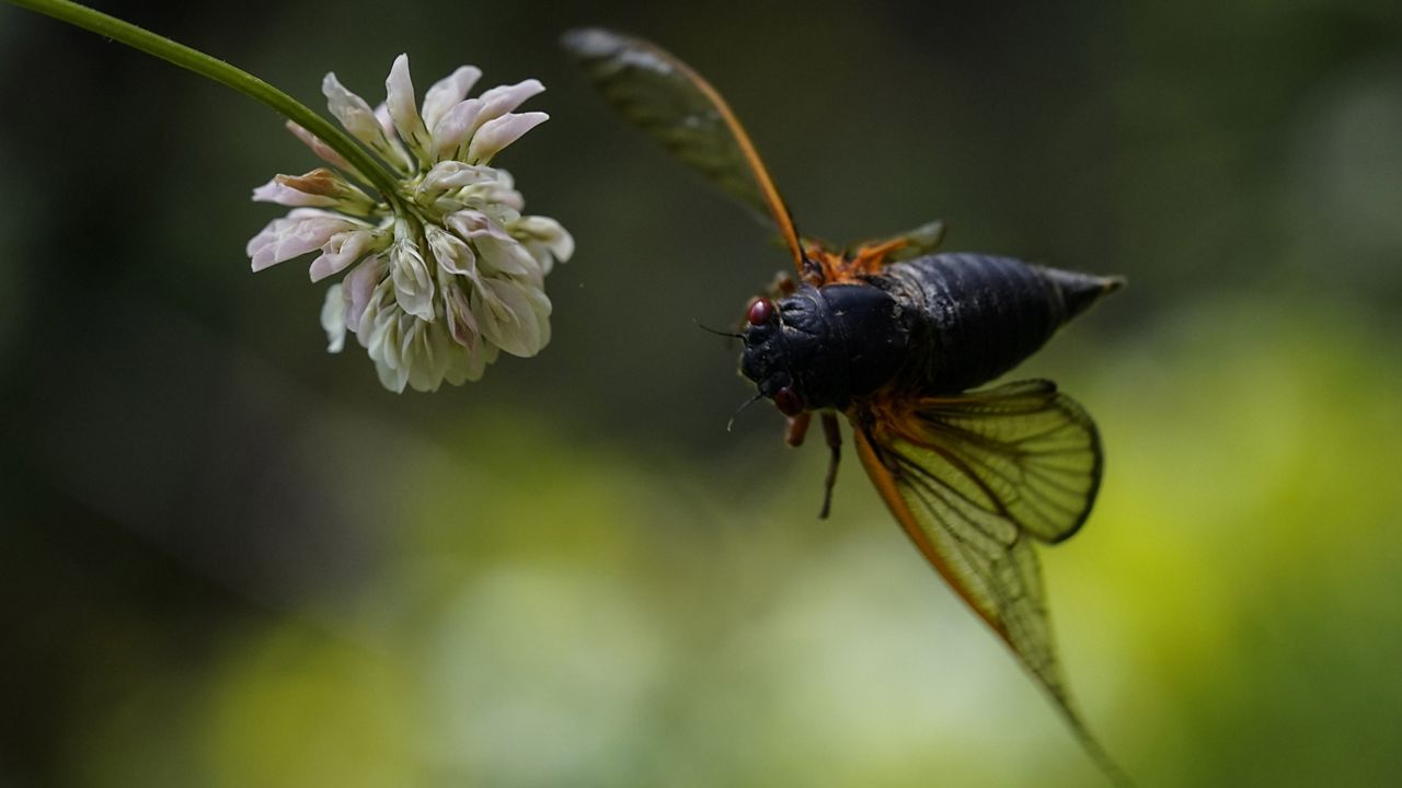 FDA: Don’t eat cicadas if you’re allergic to seafood