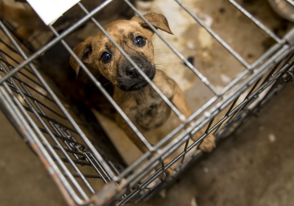 Hoke Co. Shelter Operators Arrested on Animal Neglect Charges