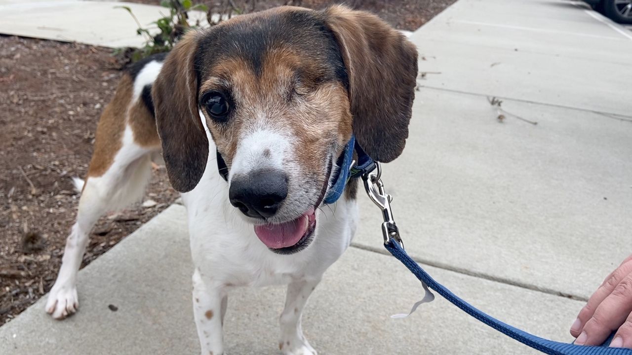 Aspca Dogs Looking For New Homes