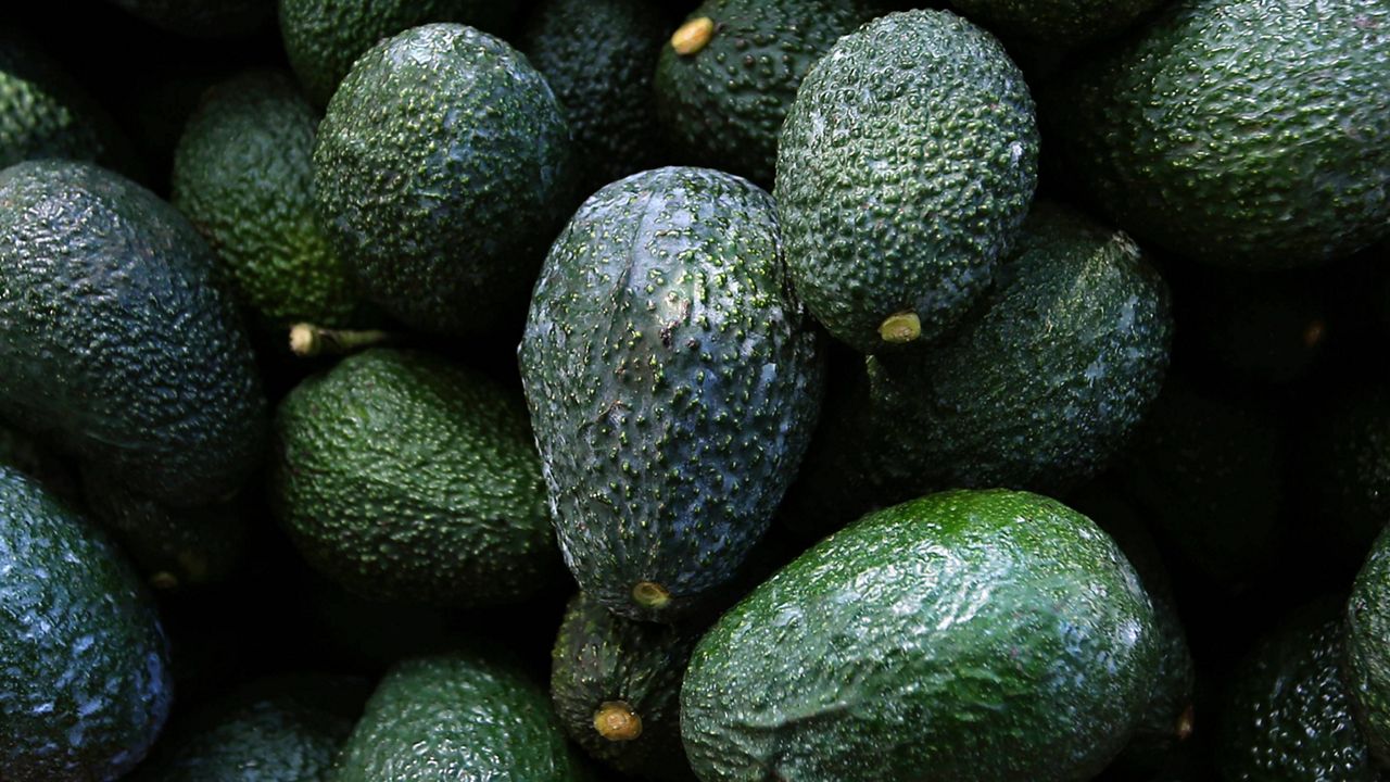 U.S. suspends Mexican avocado imports