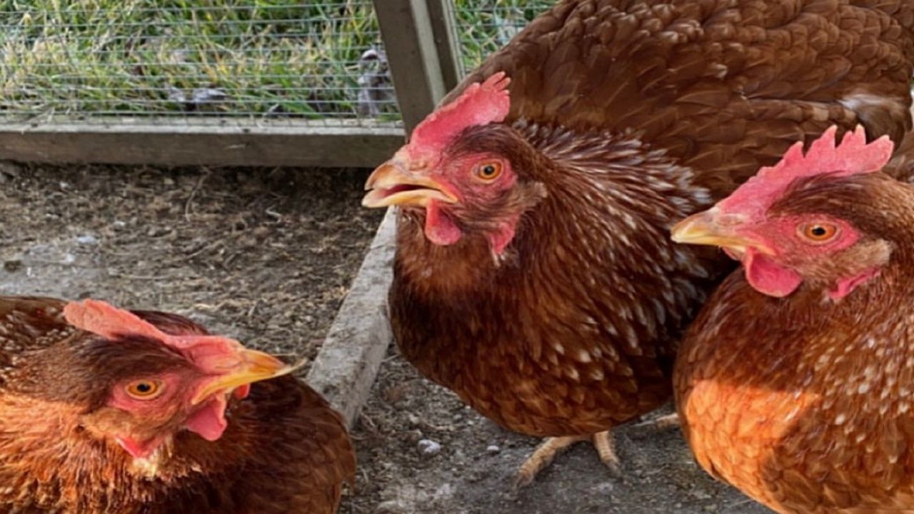 Cuyahoga Falls to consider zoning change for urban chickens