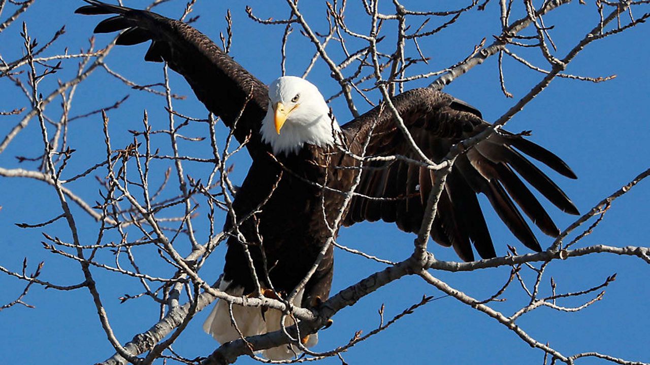 Bald eagle viewings offered at Land Between the Lakes