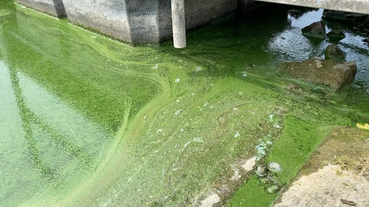 DOH issues bluegreen algae bloom alert for Hillsborough Co.
