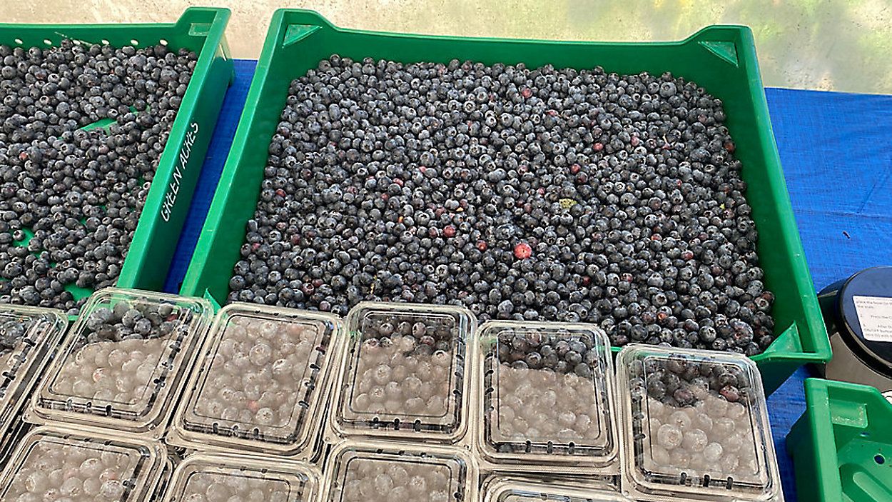 2022 North Carolina Blueberry Festival is back in person Trendradars