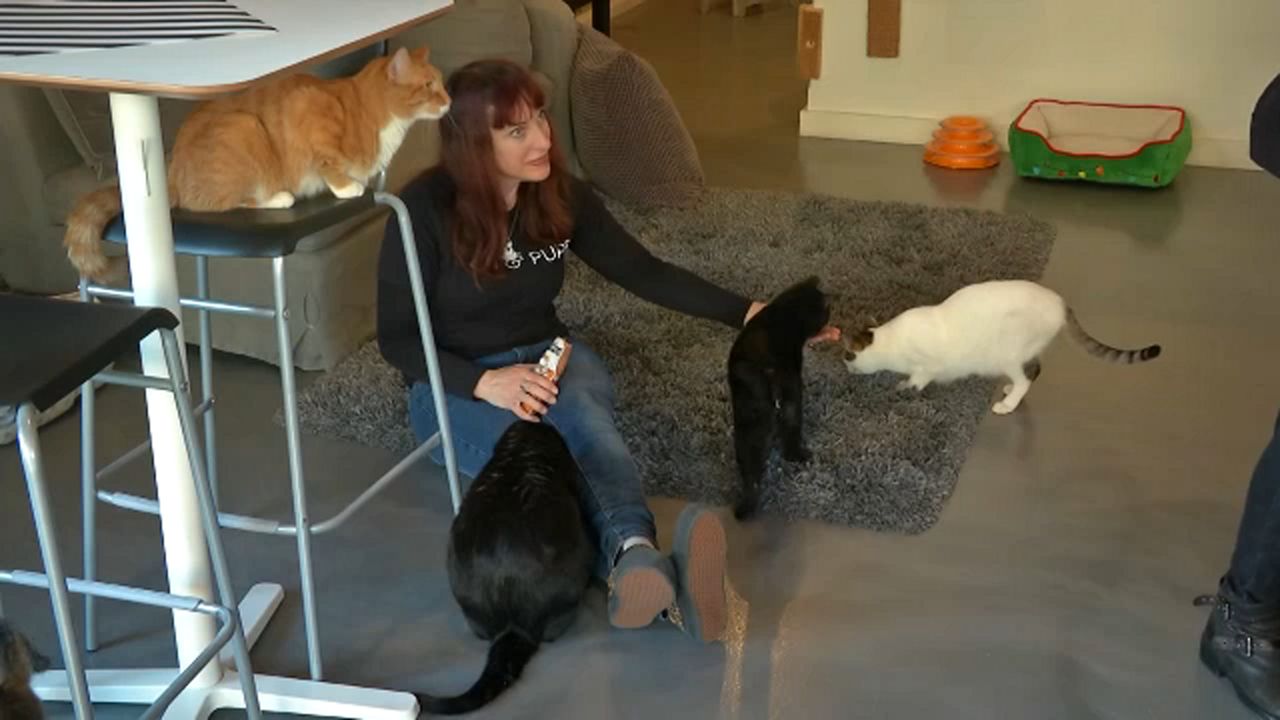 Milwaukee’s cat café, Sip & Purr, celebrates 200 adoptions