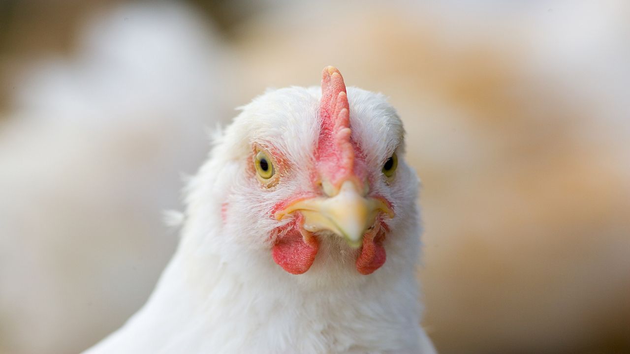 Contagious avian influenza found in Kentucky