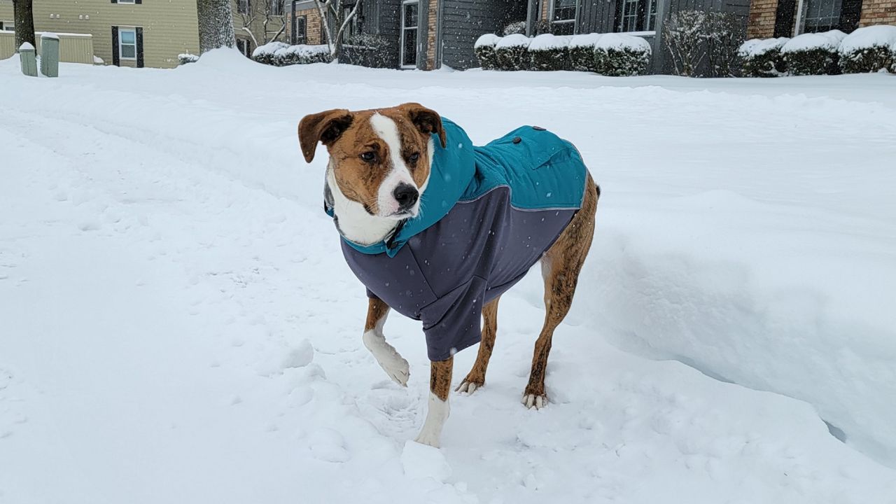 Keeping pets, domestic animals safe in extreme cold