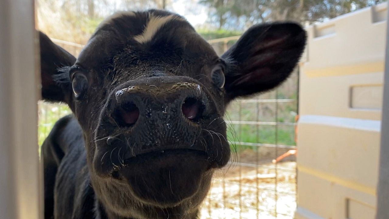 Spotted Cow at a McDonald’s drivethrough in Wisconsin