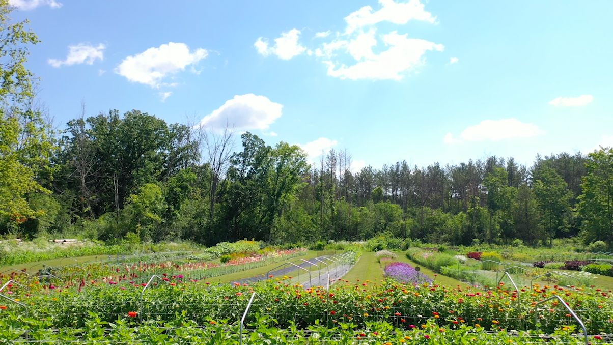 Family creates “youpick” flower field with hard work