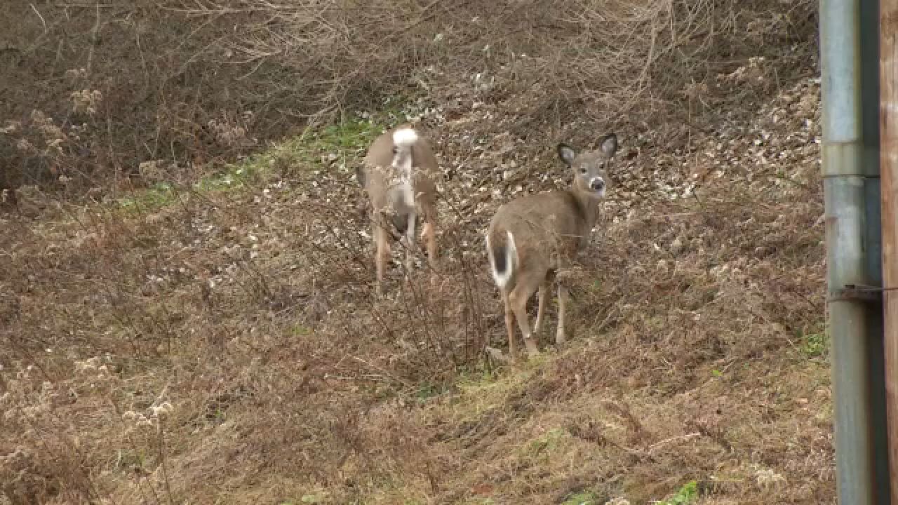Chronic wasting disease detected in upstate New York