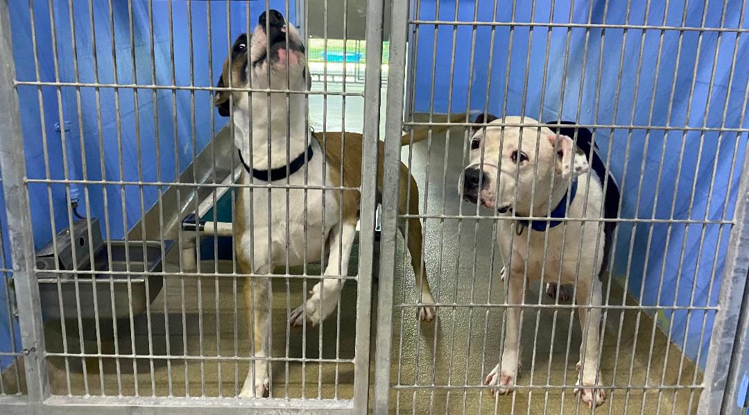 Orange County Shelter Nears Limit After 51 Dogs Confiscated