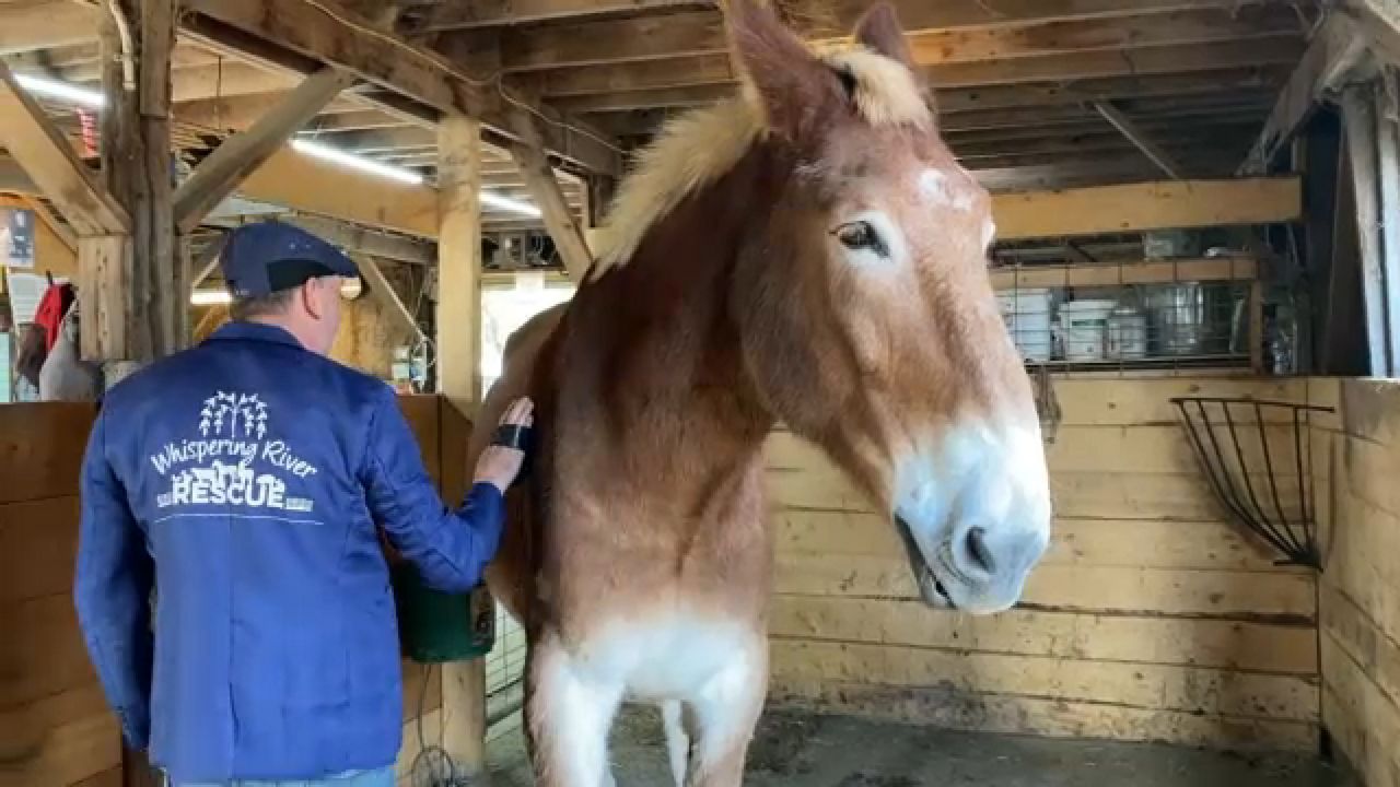 Local rescue in Gasport saves donkeys from kill pens