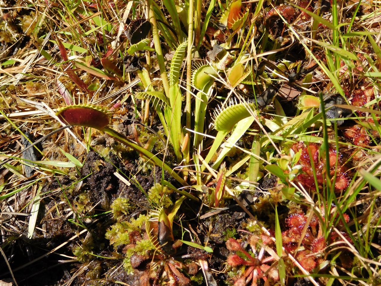 Venus flytraps Carnivorous plants only found around N.C.