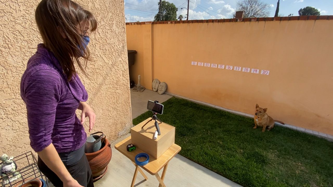 Teacher's Dog Finds Following on YouTube During Pandemic