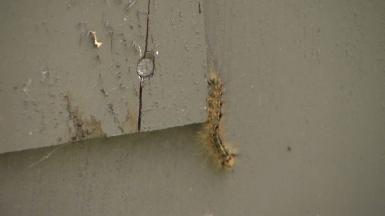 Ontario County to begin spraying for gypsy moth caterpillars