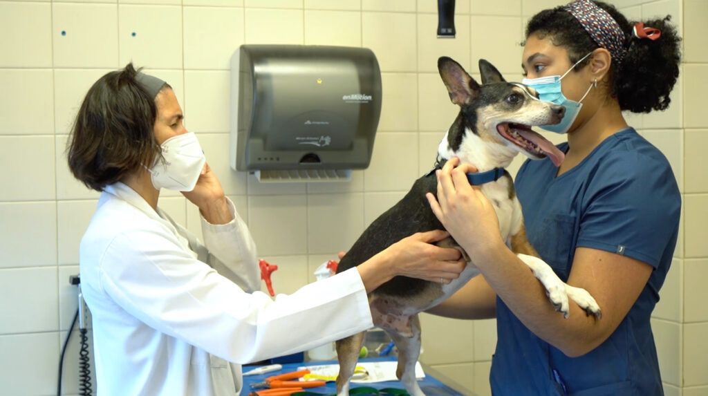 COVID19 Shortages Extend to Pet Food and Prescriptions