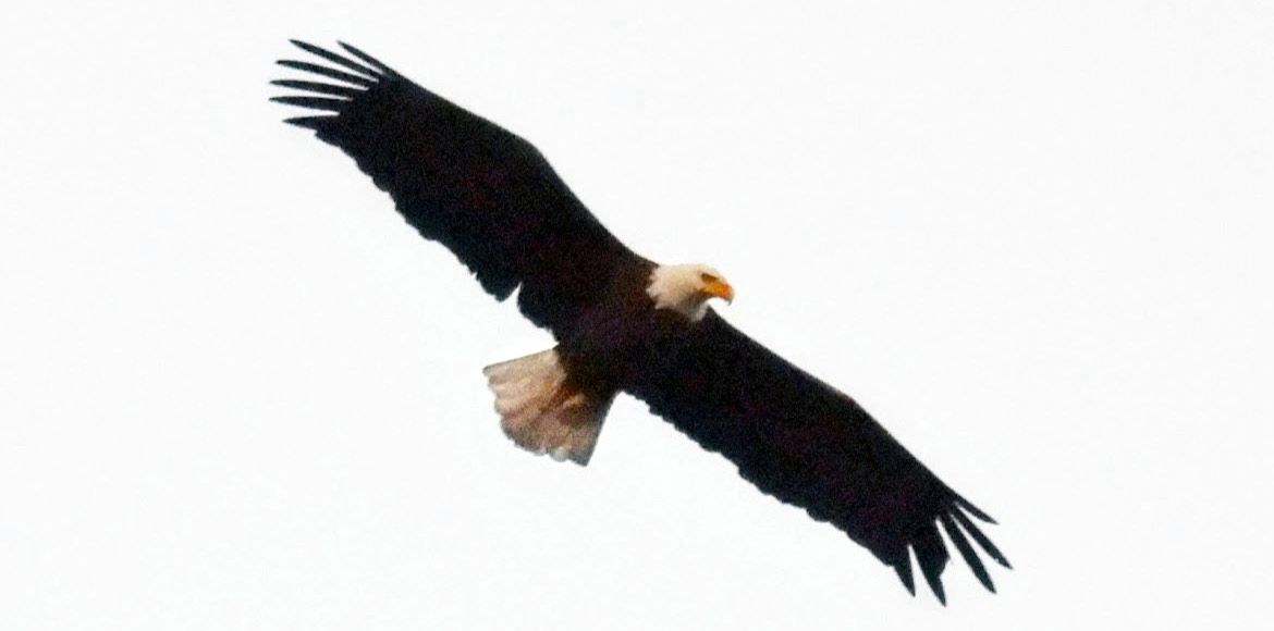 Rare bald eagle is a frequent visitor of Central Park