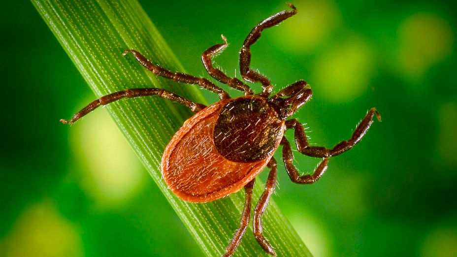 Maine’s spring tick season is well underway