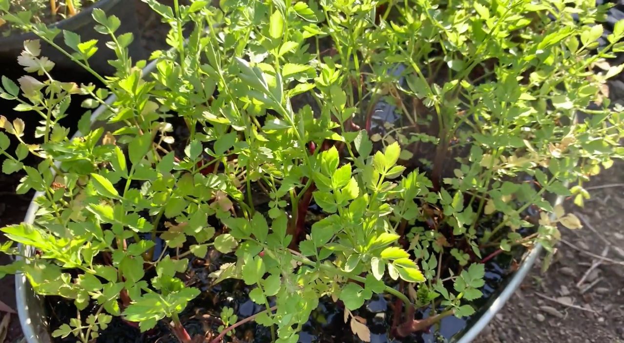 Digging into minari, the leafy, edible plant