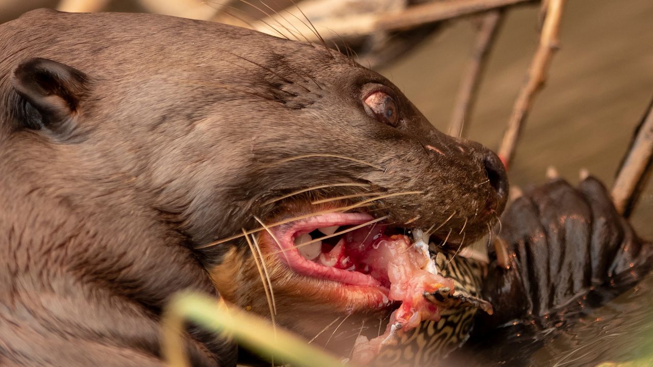 Rabid Otter Bites Orlando Woman After Blanketing Critter