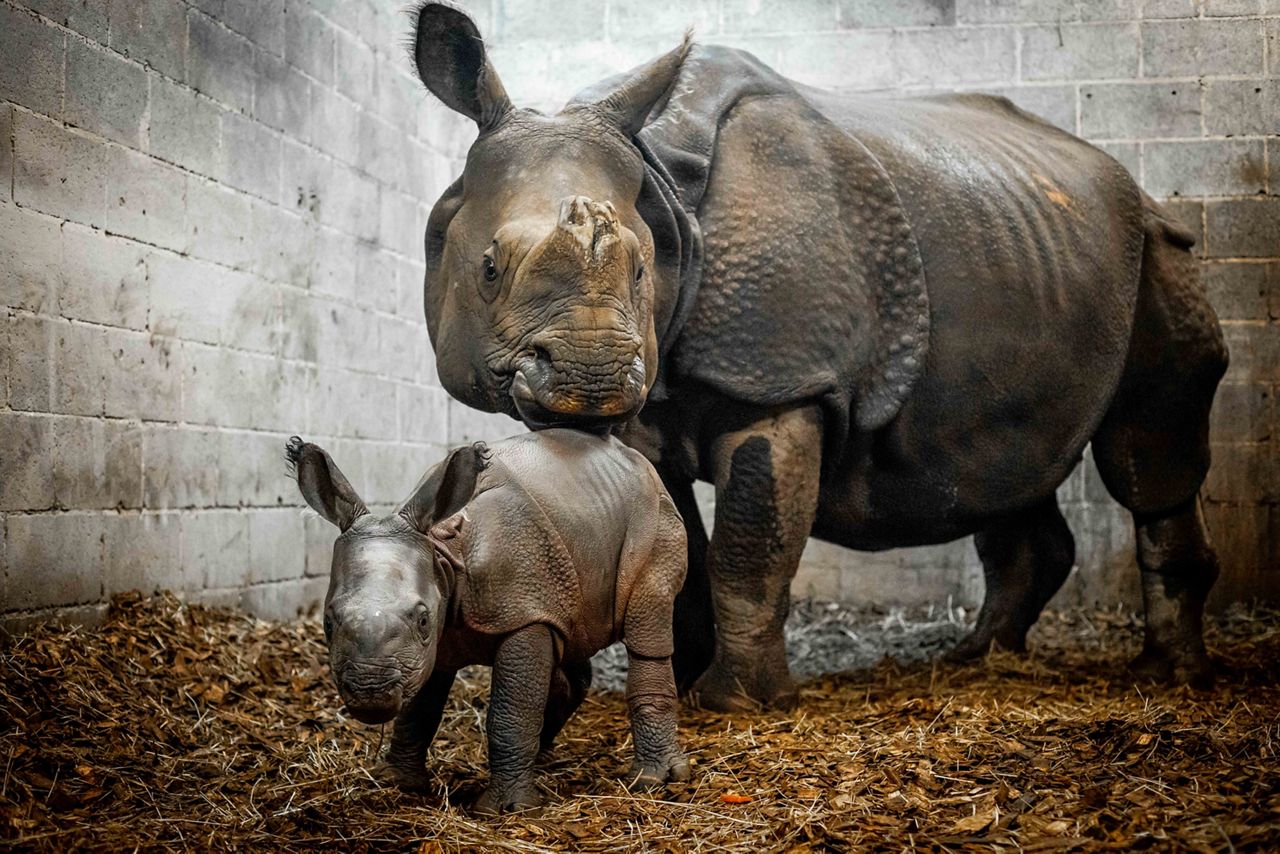 Catching up with Buffalo Zoo's newest baby rhino