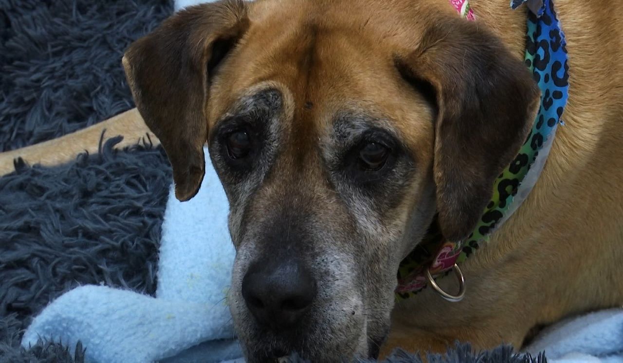 Shelter Worried Covid-19 Will Force Families To Give Up Pets