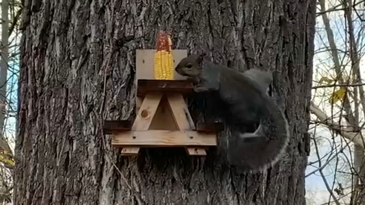 Squirrels Enjoying a Seat at the Table at Macedon Farm Stand