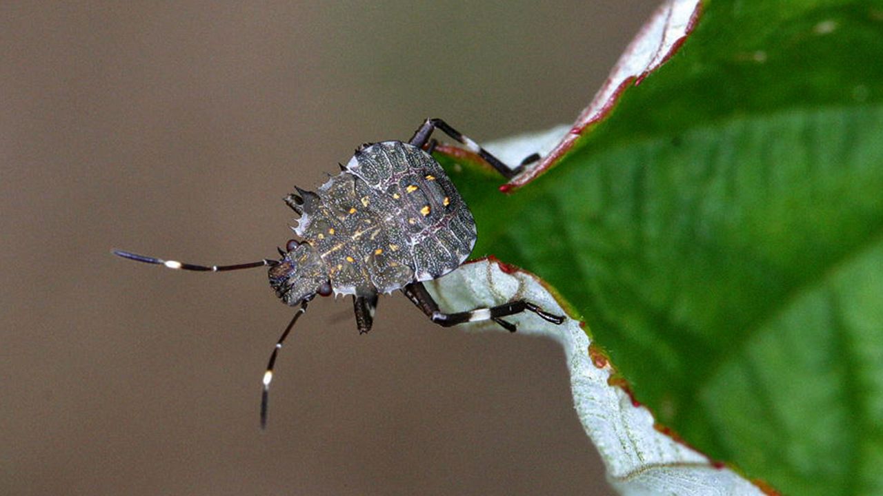 The stink bugs like to come out this time of year