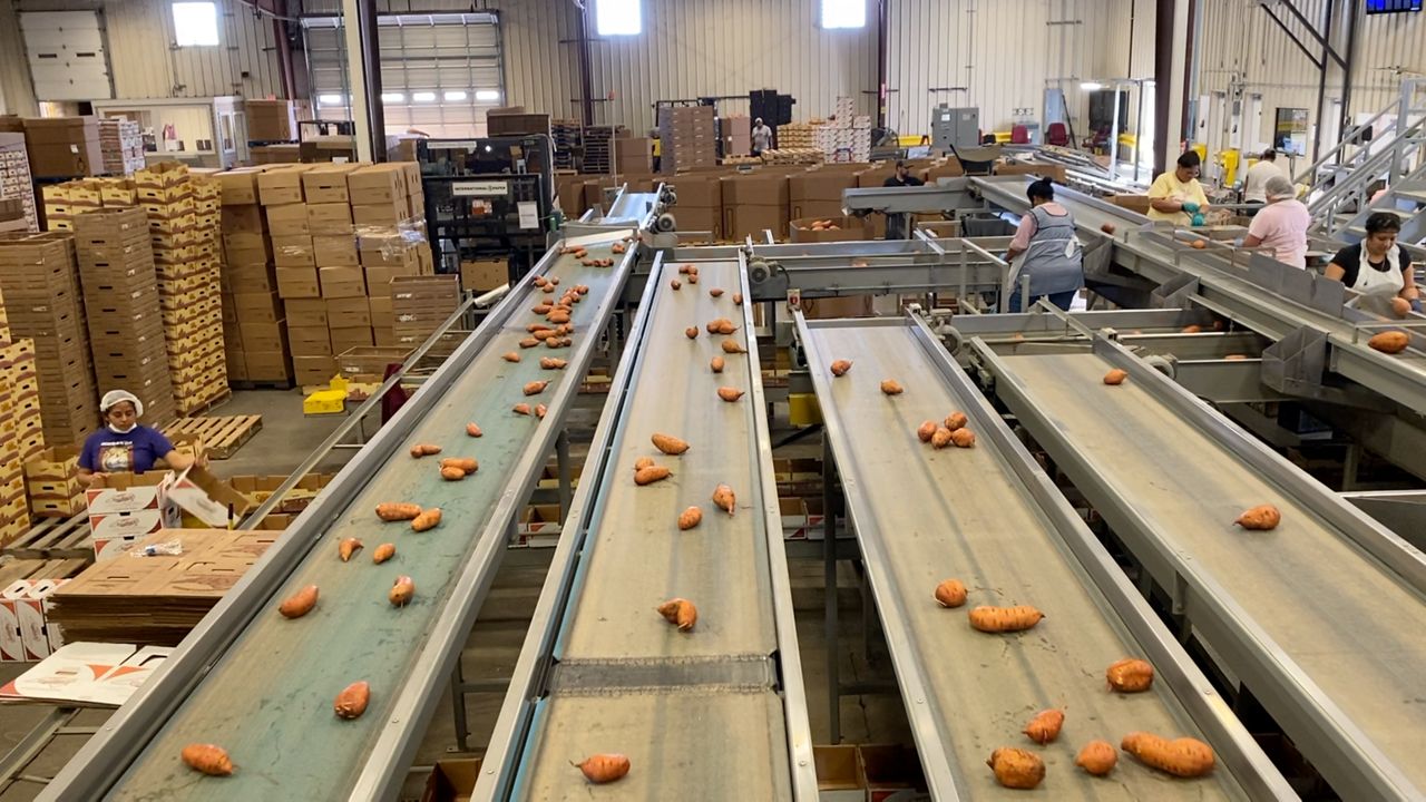 The invention that changed NC sweet potato industry