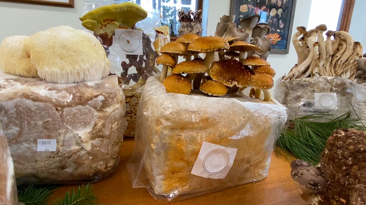 Peshtigo business makes mushroom foraging easy