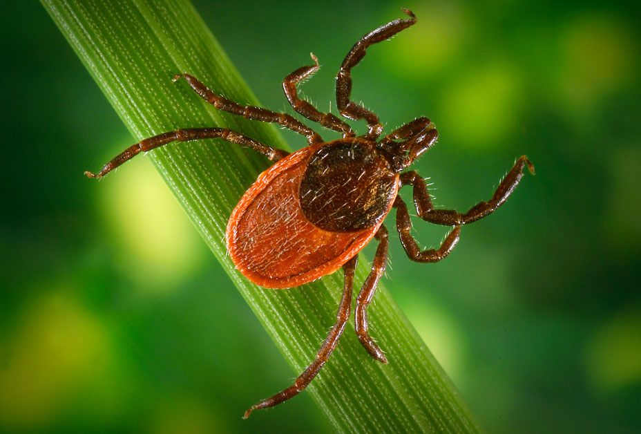 Newer, not fewer, ticks in Ohio