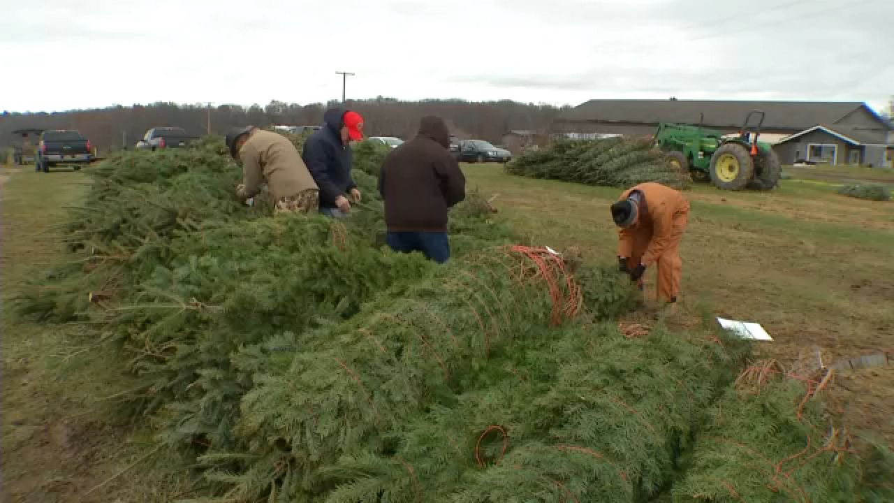 Scottsville farms donates Xmas trees to military families