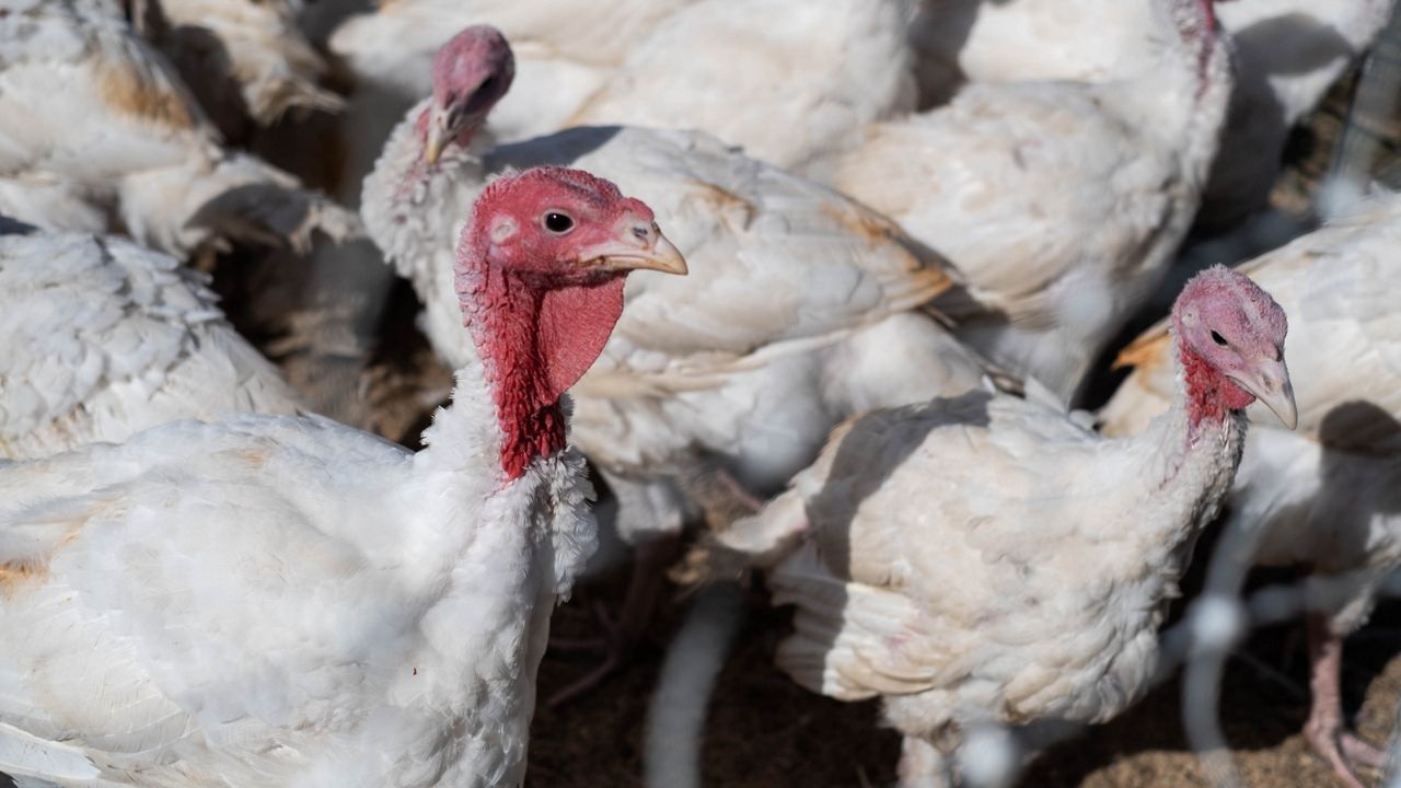 Why your Thanksgiving turkeys will cost more but weigh less