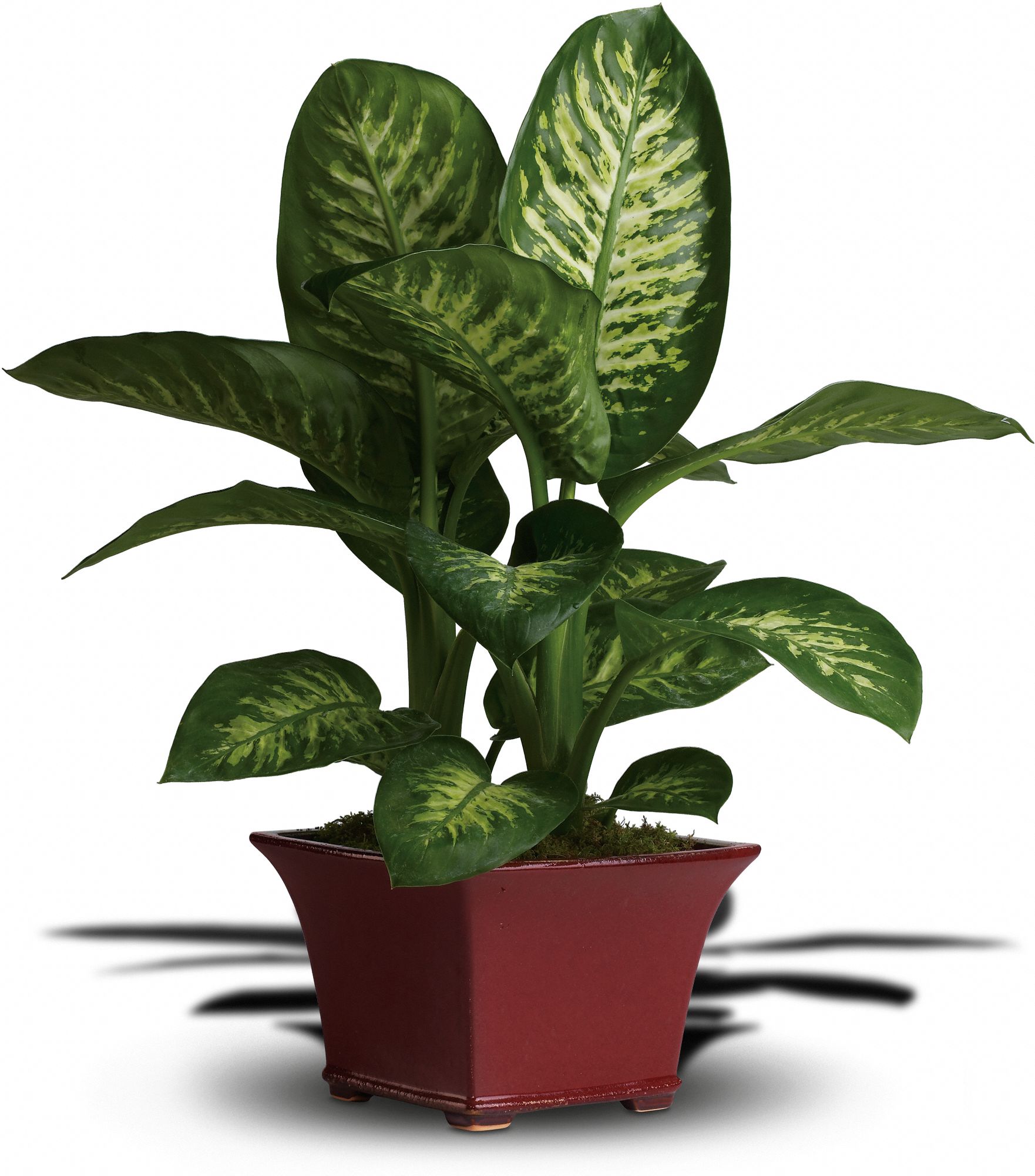 Dumb Cane Dieffenbachia House Plant Care, Picture