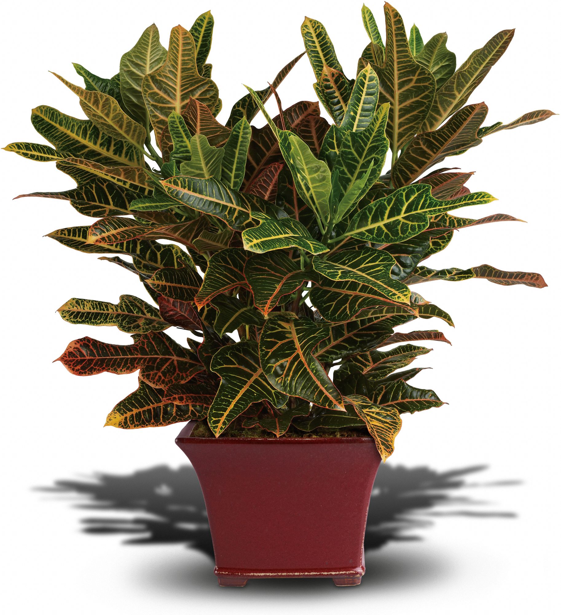 Croton Plants Codiaeum variegatum Picture, Care Tips