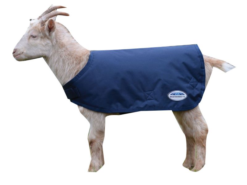 Weatherbeeta Goat Coat StableSteals