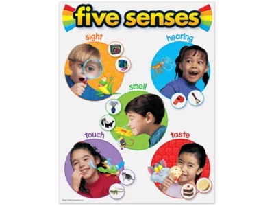 Five Senses Photo Reference Poster at Lakeshore Learning