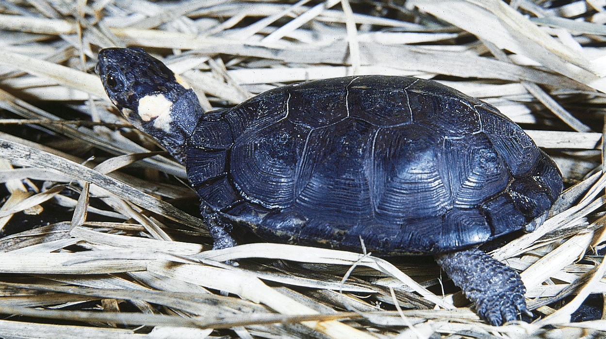 Turtles Fish and Boat Commission Commonwealth of Pennsylvania