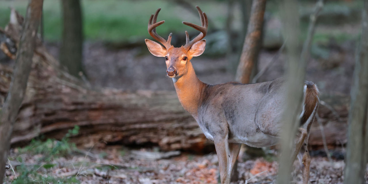 Antler Restrictions in Pennsylvania Game Commission Commonwealth of